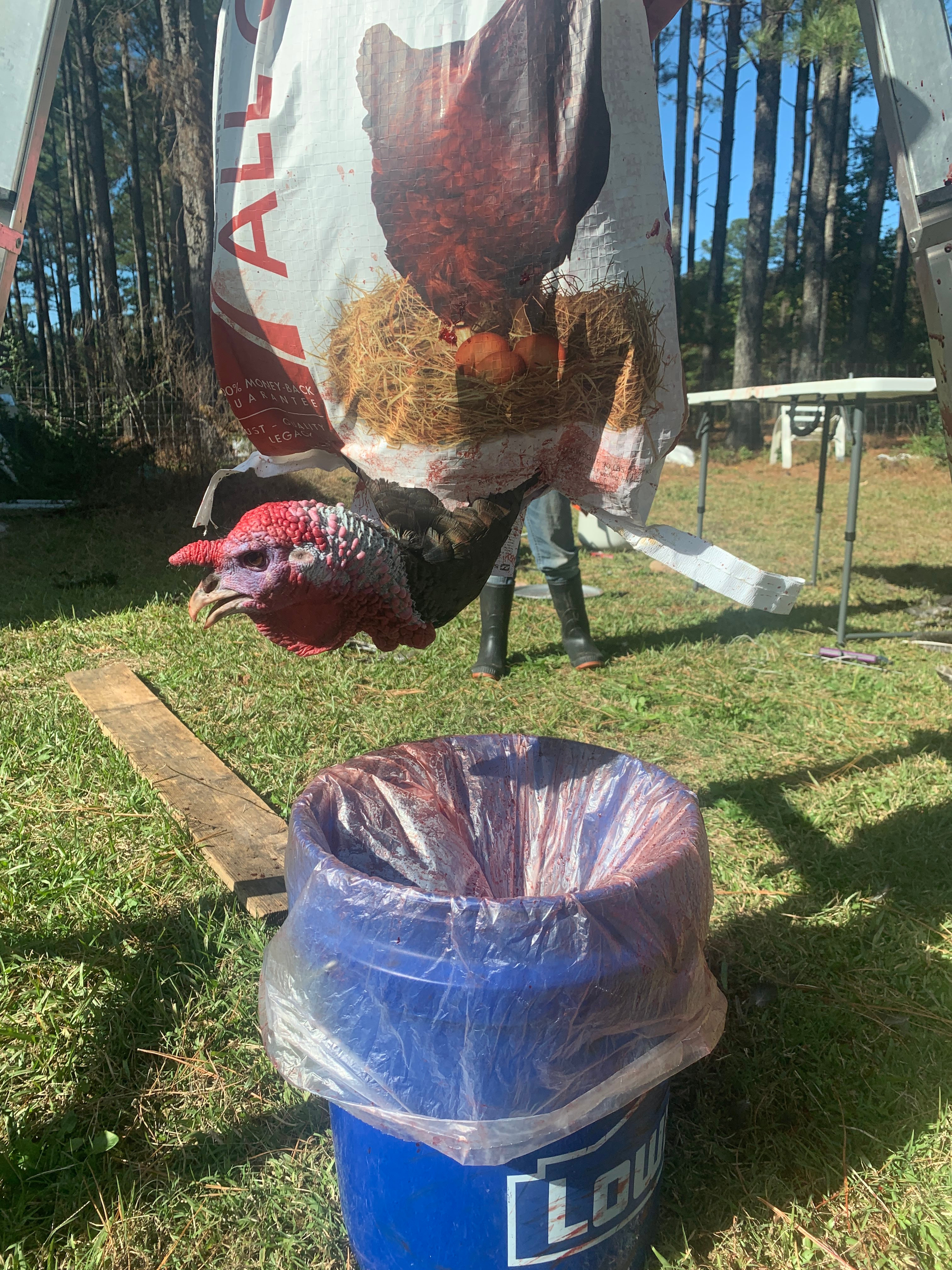 turkeys